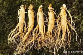 鲜人参的七种吃法都有那些呢？大家过来看看呗图片