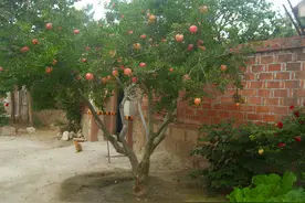 家中庭院有5种景观树，开花寓意“收获幸福”，价值又高还好养图片