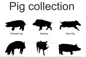 pig, hog, swine 你了解吗图片