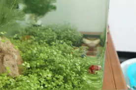 鱼缸里决不能放苹果螺，哪怕一只图片