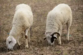 2022年，“活羊贱，羊肉贵”的局面已形成，钱让谁挣走了？图片