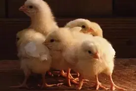 头孢+利高霉素，在鸡病治疗中，意想不到的效果图片