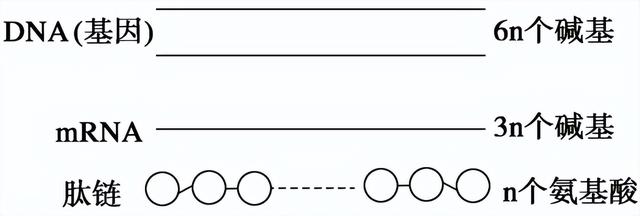 高中生物-基因的本质与表达