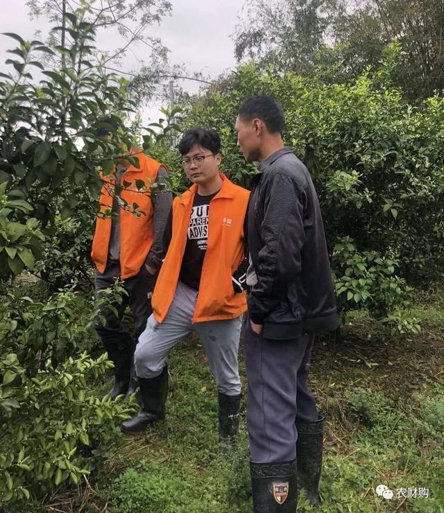 5个真实果园案例分析！下肥、保果、打药工作详解，对号入座