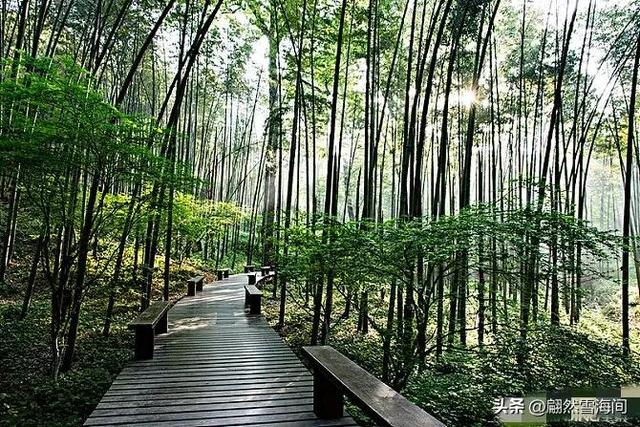 20句写竹的诗词：四季青翠，傲骨凌霜，读后感触颇深