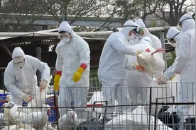 2023年白羽鸡供不应求？又三地暴发禽流感图片