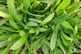 一利尿，二润肺，三养胃，四止咳化痰，4月这菜使劲吃，才2元1斤图片
