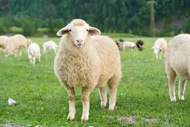 羊吃玉米吃多了怎么办？羊吃玉米粒撑着急救方法，养殖户快来收藏图片