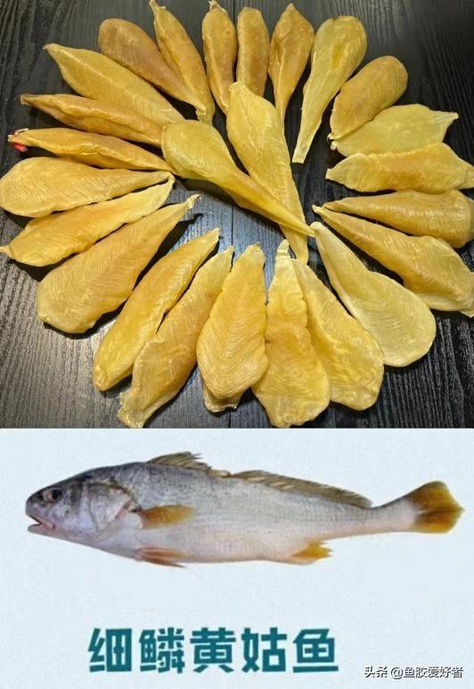 草鱼泡可以做鱼胶吗 草鱼鱼泡能吃吗