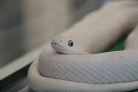 这里惊现大量“白素贞”，防蛇攻略速速拿好图片