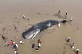 中国首次！19米抹香鲸搁浅宁波海岸20小时，奇迹放归图片