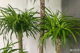 龙血树的养殖方法和注意事项，做好5件事，轻松养成“大树”图片