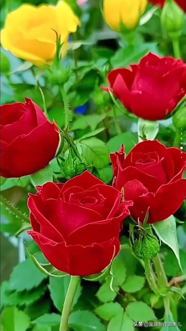 百花争艳,美景如画,尽收眼底