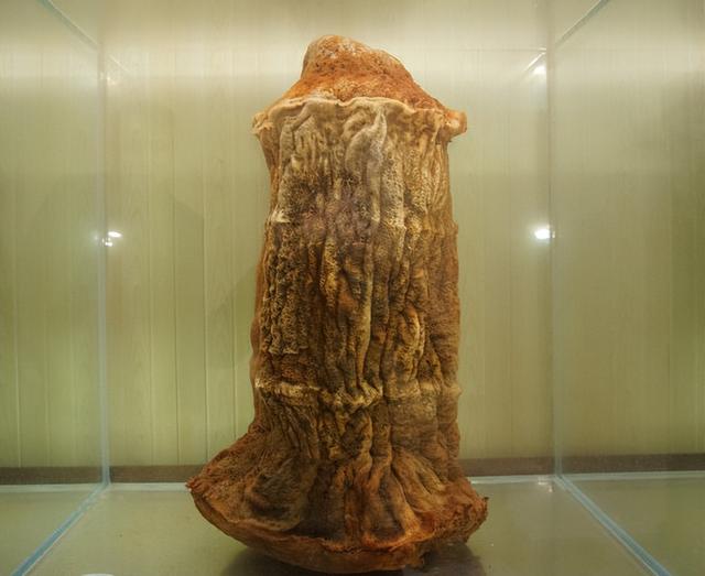 太岁肉灵芝价格多少钱一斤,什么是太岁,不是植物也不是动物,这坨"肉"