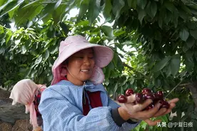 银川：樱桃丰收格外甜图片