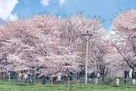 爽爽贵阳·繁花似锦 | 沉浸式赏樱！贵安樱花园一日游玩攻略！图片