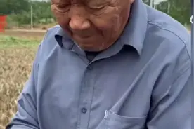 央视：麦子已经粒粒归仓，为何出现79岁老农捧发芽小麦落泪事件？图片