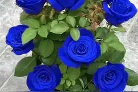 蓝色妖姬玫瑰花遇见了风，就像我遇见了你，沦陷没有道理。图片