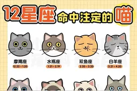 12星座命中注定的猫！信不信由你图片
