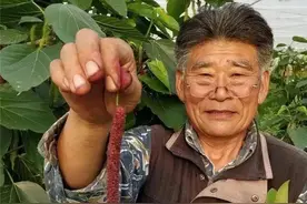 中国名家百科-三农专家朱思浩图片