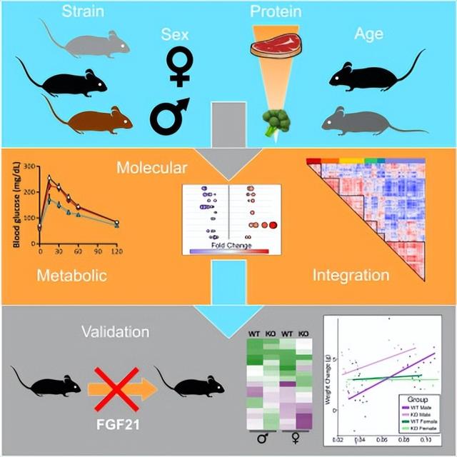鏀摼姘ㄥ熀閰镐綔涓鸿€佸勾钀ュ吇鍏抽敭鍏辫瘑锛岀珶琚編涓撳鍚﹀畾锛熻惀鍏诲笀鏉ヨВ璇? onerror=