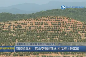 系列报道《十年答卷·新时代山乡巨变》（四）株洲茶陵珍武村：荒山变身油茶林 村民搭上致富车图片