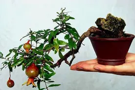 石榴树如何养护图片