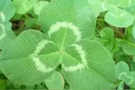 人称“白花三叶草”，叶面有V形的白斑，不知是珍贵的“抗癌草”图片