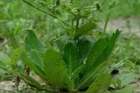 比香菜还要香的野芹，又叫假芫荽，你吃过吗？它可是狗肉的绝配哦图片