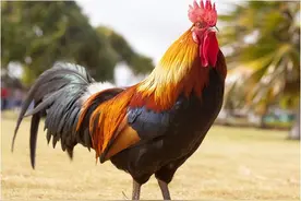 属鸡最难熬的是什么时候，属鸡最倒霉的是哪些年份?图片