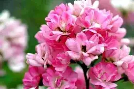 世界上排名第一美的花，荼蘼花的前世今生图片