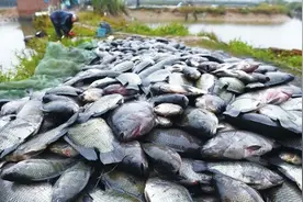 罗非鱼在中国是“垃圾鱼”，在臭水沟也能活，为何美国人很爱吃？图片