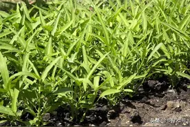 种植空心菜、苋菜、白菜，幼苗期要做好这三点，是高产的关键所在图片