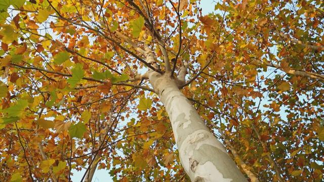 菏泽成武：法桐披金妆胜画 秋色流韵诗韵长