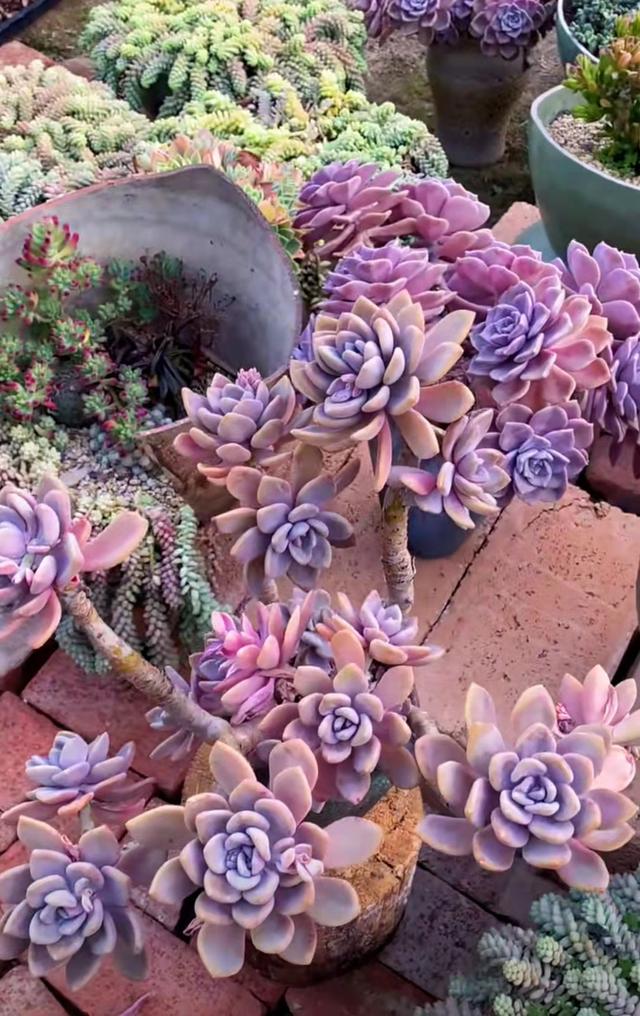 瞧瞧这盆极品"冬美人"老桩,已经成极品!皮实好养的多肉就是牛