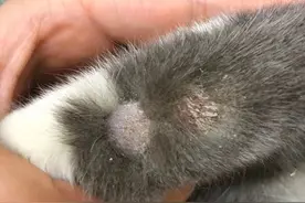 猫癣是什么，该怎么治疗？图片
