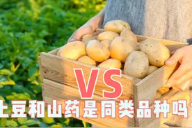 土豆和山药是同类品种吗？功效有什么不同，哪个更有营养？图片