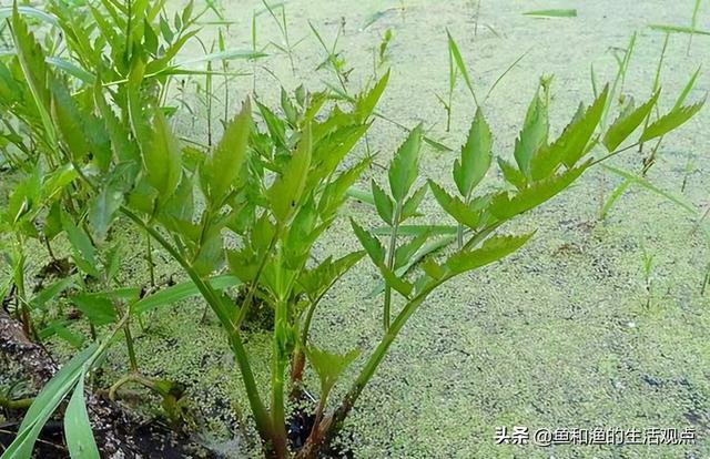 踏春必备“百草图”之三，身边那些有价值的野草，你能认识几种？