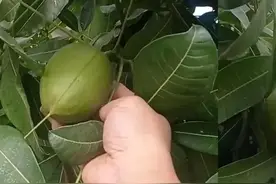 发现福建男子的发财树结果了，那叫一个“幸运”，现在给大家看看图片