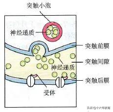 高中生物重要生化知识图解记忆（建议收藏）