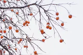 怎么拍雪景？一共5个摄影技巧，相机参数一定先设置好图片