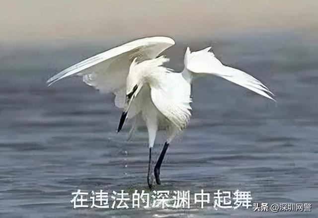 #净网2022#为赌博网站做推广,这几名站长栽了(公安部网安局)