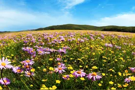 红原俄么塘花海丨5月26日盛装归来！万亩花海，等你邂逅！图片