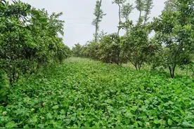 果园生草不要除！用对方法，能将杂草变成“肥”，果子又大又甜图片