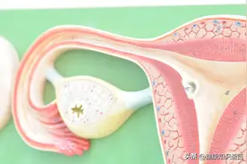 知名研究机构建议：完成生育的妇女应该切除输卵管来降低卵巢癌图片