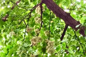 疏果增势、白蚁防治，守护古树，TA们在行动→图片