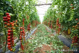 蔬菜施肥后几天才能见效？各种肥料的肥效期多长？什么才是好肥料图片