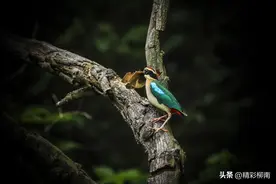 我国二级重点保护野生鸟类：仙八色鸫图片