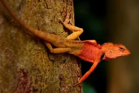 被砍掉头，还可以继续存活的10种动物，你见过多少？图片