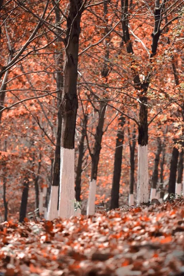 名家笔下关于“秋天”的12个精彩片段，你读过几个？